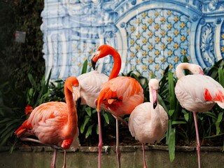 A group of flamingos stands gracefully in front of a beautifully decorated tile wall, displaying an eye-catching contrast of pink and earthy hues - Jardim Monte Palace, Madeira, Portugal.