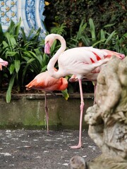 A group of flamingos stands gracefully in front of a beautifully decorated tile wall, displaying an eye-catching contrast of pink and earthy hues - Jardim Monte Palace, Madeira, Portugal.