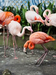 A group of flamingos stands gracefully in front of a beautifully decorated tile wall, displaying an eye-catching contrast of pink and earthy hues - Jardim Monte Palace, Madeira, Portugal.
