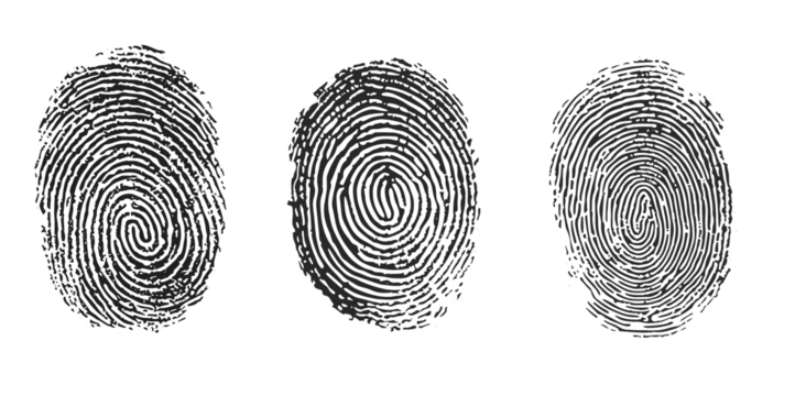 Set of three black fingerprint scans isolated on transparent background. Digital biometric security and identification concept.