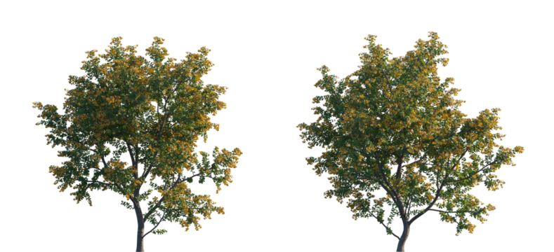 Berberis darwinii bloom bush (Darwin Barberry, Michay) flowering shrub isolated png on a transparent background perfectly cutout 