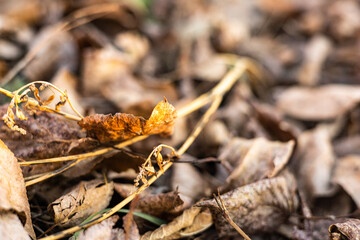  dried leaves, with a focus on a single, pale leaf. The warm, inviting tones and sharp foreground detail evoke the beauty of changing seasons or the natural cycle of growth and decay.