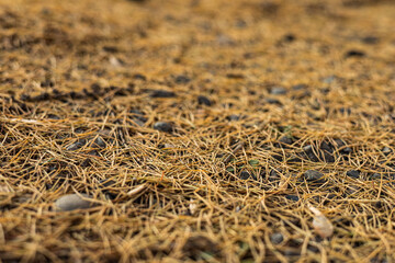A close-up shot of a ground covered in brown dry pine needles. Natural autumn textured background. Pine needles as a natural ground cover, providing a protective layer for the soil.