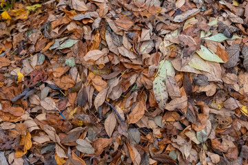 pile of leaves is on the ground. The leaves are brown and scattered. The pile is large and covers a significant portion of the ground