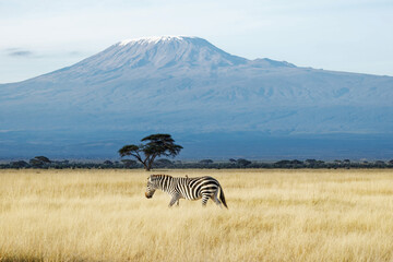 Zebra with beautiful background of Mount Kilimanjaro at Amboseli National Park Kenya. Apt for the...