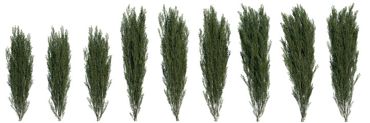 Ilex crenata shrub flowering plant isolated png on a transparent background perfectly cutout...