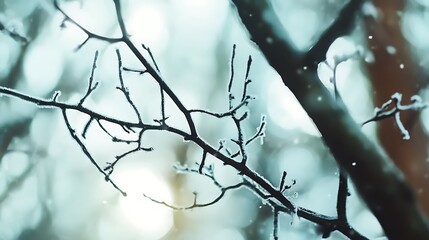 Frosted Red Berries in a Winter Wonderland: A Serene Close-Up Capturing Nature's Icy Beauty winter