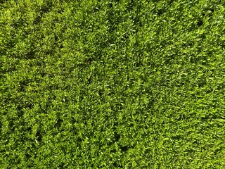 Green wall horizontal