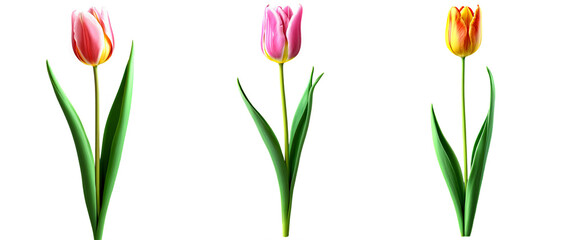 Obraz premium Beautiful Tulip Flowers, Isolated or Die Cut on Transparent Background.