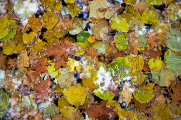 Autumn yellow leaves lie on the water in the garden pond