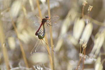 Dragonfly copulates clinging to straw