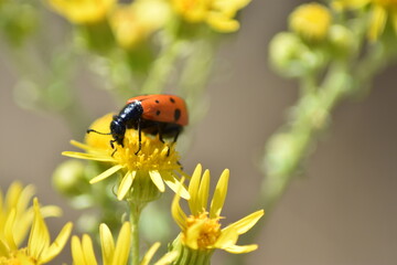 Naklejka premium Ladybug surrounded by yellow flowers