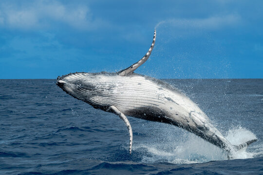 Humpback whale calf (Megaptera novaeangliae) breaching in Pacific Ocean, Vava'u, Tonga