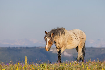 Wild Horse in Summer in the Pryor Mountains Montana