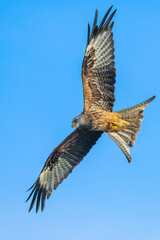 Red Kite, Milvus milvus, bird in flight