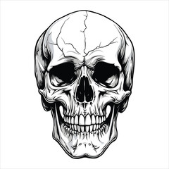 Vintage style human skull illustration vector