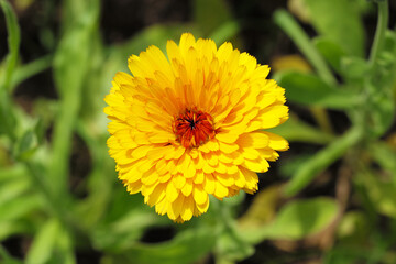 A close-up view of a single yellow marigold flower