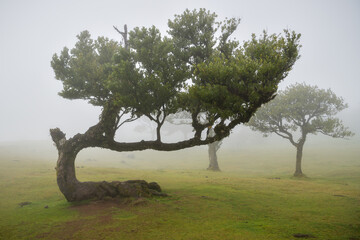 Laruel trees in Fanal forest in Madeira during fog