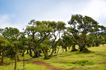 Mystical ancient laruel trees in Fanal Forest on Madeira