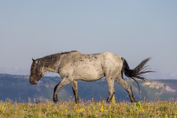 Wild Horse in Summer in the Pryor Mountains Montana