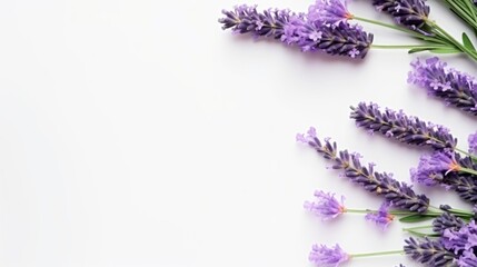 lavender flowers twigs design on white background for different design