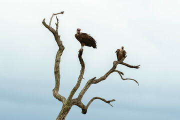 Vautour oricou,.Torgos tracheliotos,  Lappet faced Vulture, Vautour africain,.Gyps africanus, White backed Vulture, Parc national Kruger, Afrique du Sud