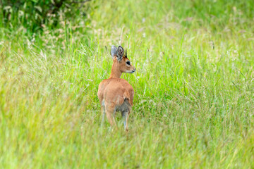 Oribi, Ourébi, Bleebok, Ourebia ourebi