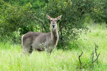 Cobe à croissant , Waterbuck,  Kobus ellipsiprymnus, Parc national du Pilanesberg, Afrique du Sud