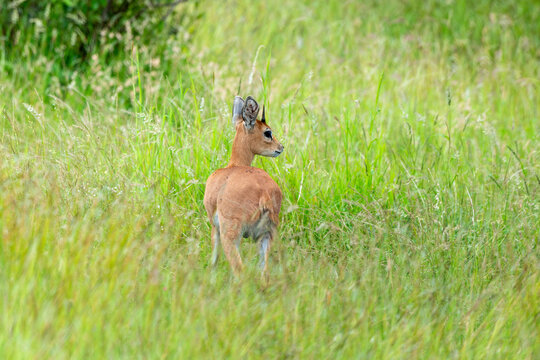 Oribi, Our&eacute;bi, Bleebok, Ourebia ourebi