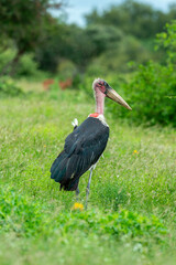 Marabout d'Afrique, Leptoptilos crumenifer, Marabou Stork,Afrique