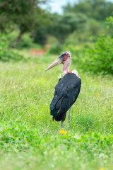 Marabout d'Afrique, Leptoptilos crumenifer, Marabou Stork,Afrique