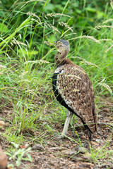 Outarde à ventre noir,.Lissotis melanogaster, Black bellied Bustard