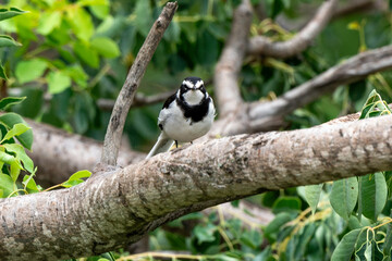 Bergeronnette pie,.Motacilla aguimp, African Pied Wagtail