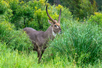 Cobe à croissant , Waterbuck,  Kobus ellipsiprymnus, mâle, Parc national du Pilanesberg, Afrique du Sud