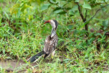 Calao à bec rouge,.Tockus erythrorhynchus,  Northern Red billed Hornbill,