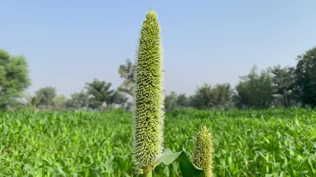 Pearl Millet Cultivation in Vast Fields: A Glimpse into Sustainable Farming Practices and Traditional Agriculture for Nutritious Grain Production"