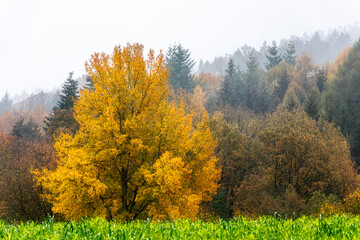 Baum mit Herbstlaub im Wald