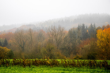 Herbstwald mit Nebel