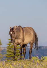 Wild Horse in Summer in the Pryor Mountains Montana
