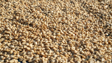 Close-up of coffee beans drying in preparation for processing.