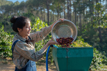 Farmer using a coffee cherry pulping machine to process beans. Drying organic coffee beans as part of the milling process. © NewSaetiew