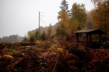 Herbstwald mit Nebel