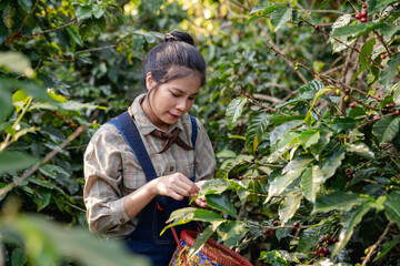 Farmer harvesting cherry coffee beans from coffee trees and placing them in baskets for processing.