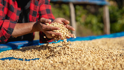 Close-up of a farmer hand drying raw coffee beans while carefully inspecting them to ensure high quality.