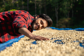 Farmer is drying raw coffee beans under the sun at the coffee plantation. Worker carefully inspects...