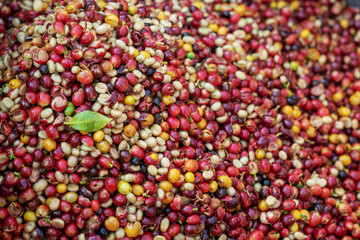 Vibrant pile of freshly harvested, multi-colored coffee cherries ready for processing.