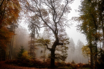 B&auml;ume im Herbstwald bei Nebel
