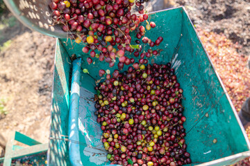 Farmer using a coffee cherry pulping machine to process beans. Drying organic coffee beans as part...