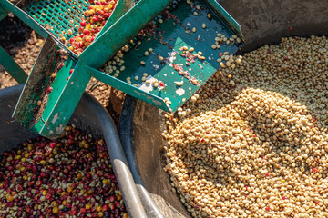 Farmer using a coffee cherry pulping machine to process beans. Drying organic coffee beans as part...