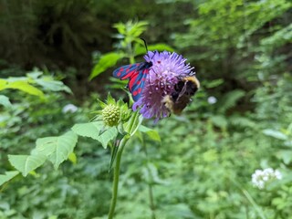 Macro of a insects on a thistle flower, French Alps, France - June 2022